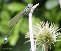 FotosRGES: Dragonfly-2-[NL-2006]---KIH
